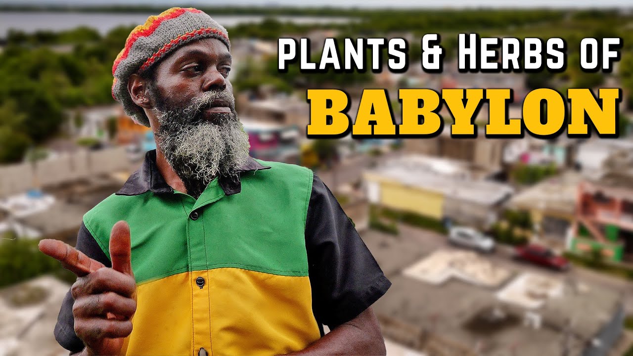 Ras Kitchen - Plants & herbs of Babylon [1/24/2025]