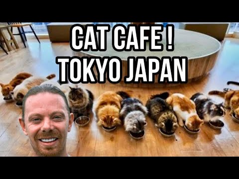 M Dot R visits a Cat Cafe in Tokyo, Japan [9/12/2024]