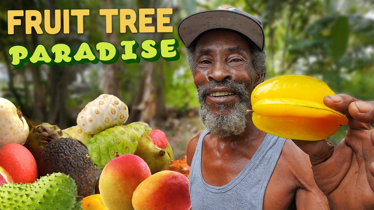 Ras Kitchen - Tropical Fruit Tree Paradise Swift River in Jamaica with Mr MacDonald [8/1/2023]