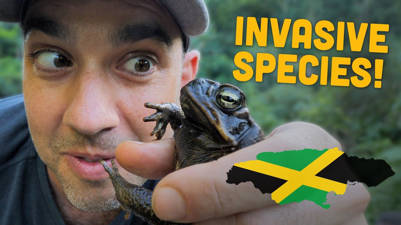 Ras Kitchen - Invasive Species in Jamaica | The Cane Toad! [4/14/2022]